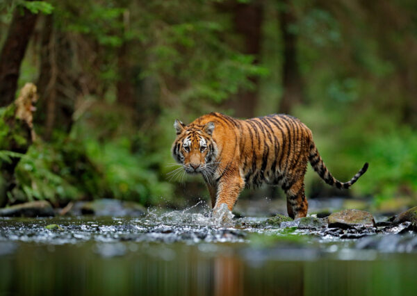 Amur tiger walking in river water. Danger animal, tajga, Russia. Animal in green forest stream. Grey stone, river droplet. Siberian tiger splash water. Tiger wildlife scene, wild cat, nature habitat.
