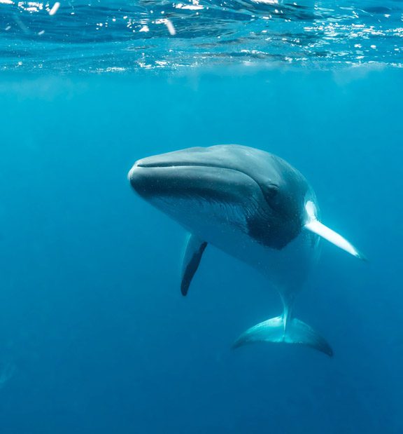 Minke_Whale
