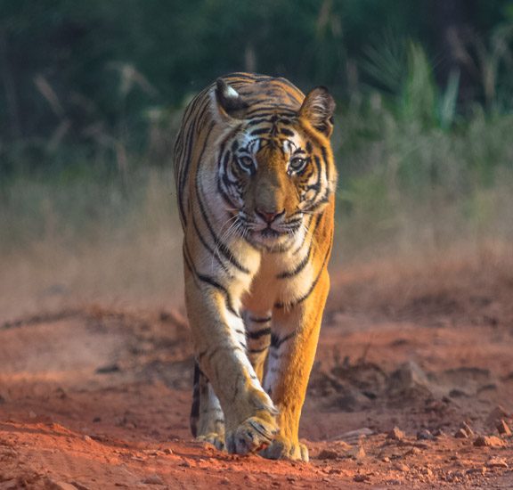 Tiger_Wild